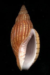 (Lyria delessertiana - Gastropoda)