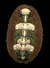 (Mopalia ciliata - Polyplacophora)